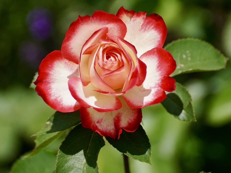 Rose Image